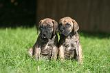 DOGUE ALLEMAND 801